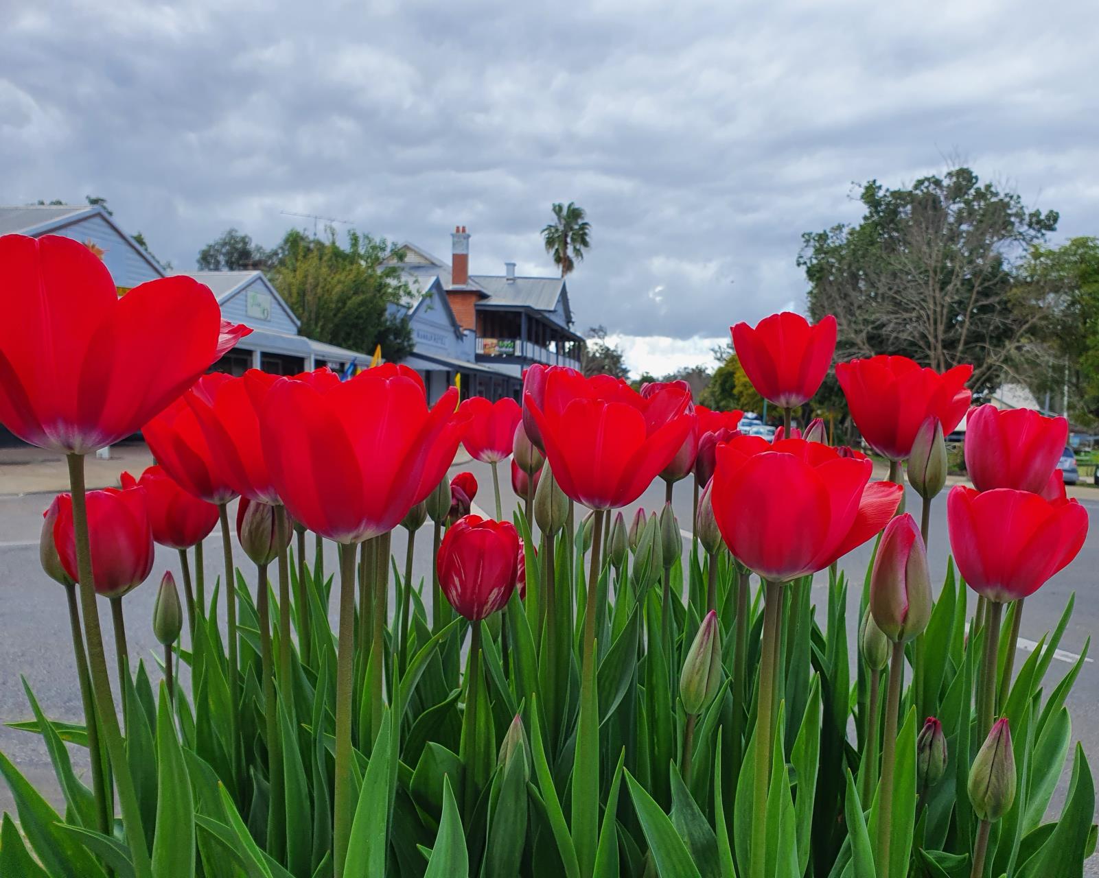 Nannup Flower and Garden Festival 2025